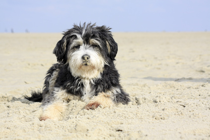 Hund an der Ostsee im Sand